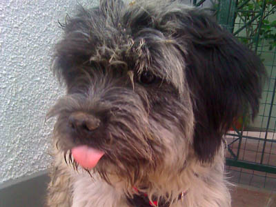 Ψάχνει σπίτι για το αδέσποτο σκυλάκι